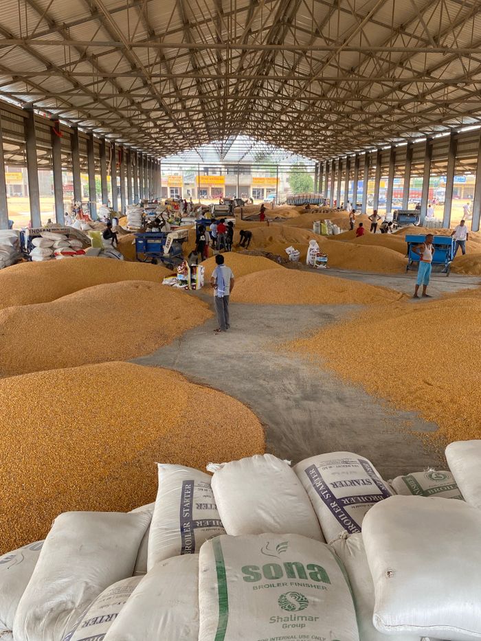 Crafting Captivating Headlines: Your awesome post title goes here Large warehouse filled with corn grain, workers sorting and packaging.