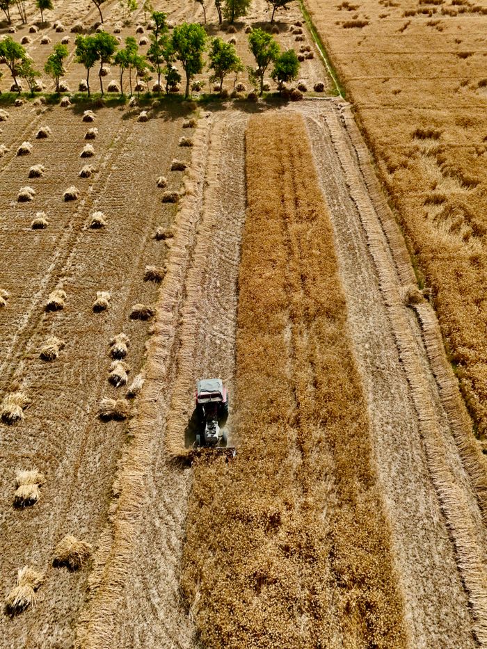 Aerial shot of farmland with tractor harvesting crops in Punjab, Pakistan.